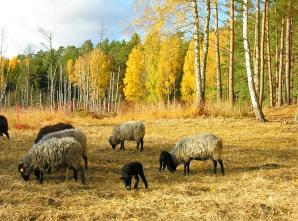 Owce Wrzosówki ruszają do pracy na tereny nadleśnictwa