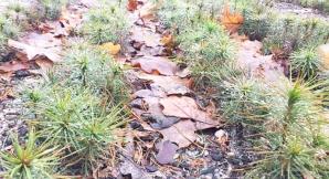 [VIDEO] Sadzonki już ruszają do lasu