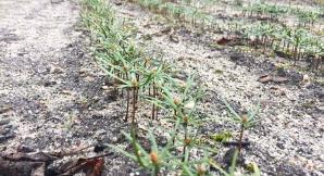 [VIDEO] Sadzonki już ruszają do lasu