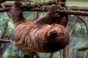 Koendu, leniwiec, gerezy - odwiedź nowych mieszkańców łódzkiego Zoo