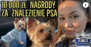 [VIDEO] Maja Rutkowski wraz z synkiem pomaga właścicielom odnaleźć zaginionego Yorka