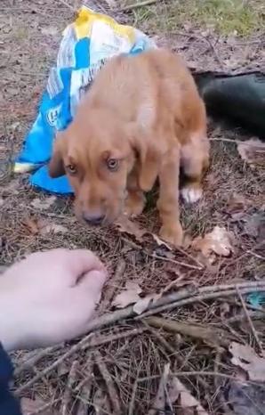 Pies wyrzucony w foliowym worku do lasu