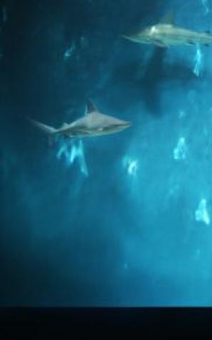 Znamy zwycięzców konkursu fotograficznego - Ekologia w obiektywie