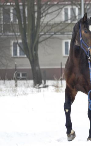 Częstochowski koń służbowy Blue Baker odzyskuje siły