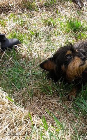 Zrzucił psa z mostu! Został zatrzymany