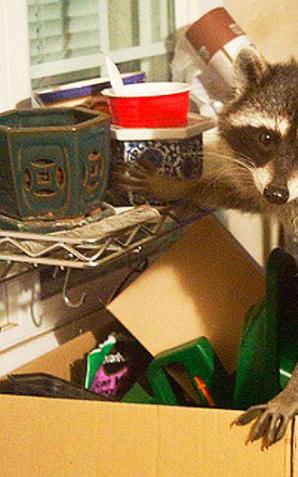 Obcy w lesie nie jest rzadkością 