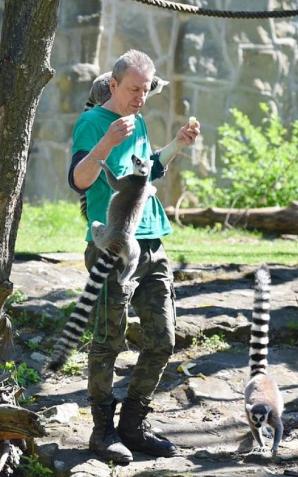 Imieniny lemura Juliana