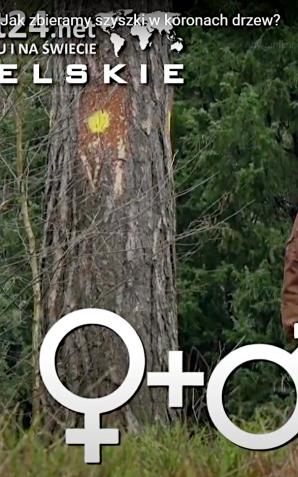 [VIDEO] Wielkie szyszkobranie na Roztoczu