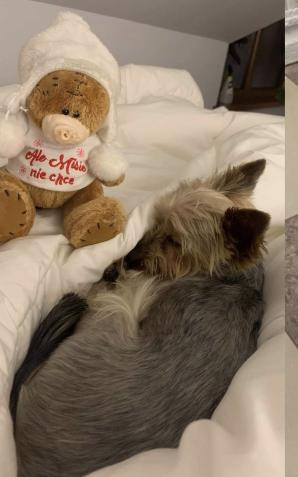 Zaginął pies o imieniu PIXEL! Nagroda 10 000zł dla uczciwego znalazcy