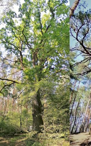 [VIDEO] Kolejne pomniki przyrody w poznańskich nadleśnictwach