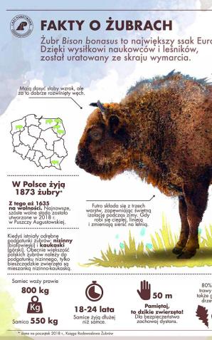 [VIDEO] Żubry zawitały w nowym domu