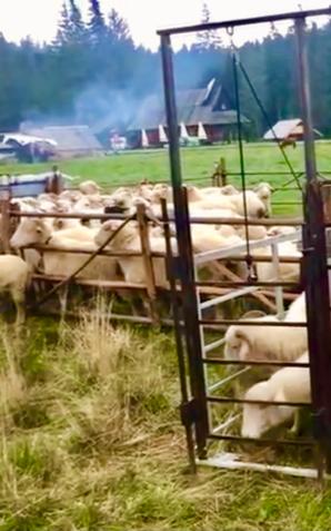 Na podhalańskiej łące doimy dziś owce i wyrabiamy sery! W bacówce „U Koziara”!