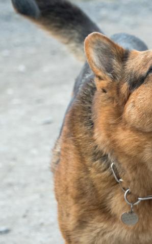 Broniła swojega psa, została pogryziona