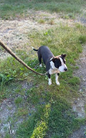 Skandaliczne przestępstwo w Konstancinie: Para aresztowana za próbę pozbawienia wolności 18-latki. Kazali jej kopać dla siebie grób