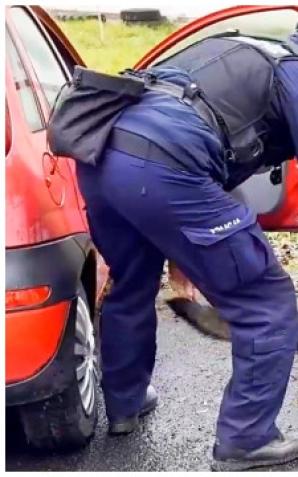 [VIDEO] Szkolenie policyjnych czworonogów - posłuszeństwo i obrona przewodnika