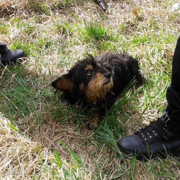 Zrzucił psa z mostu! Został zatrzymany