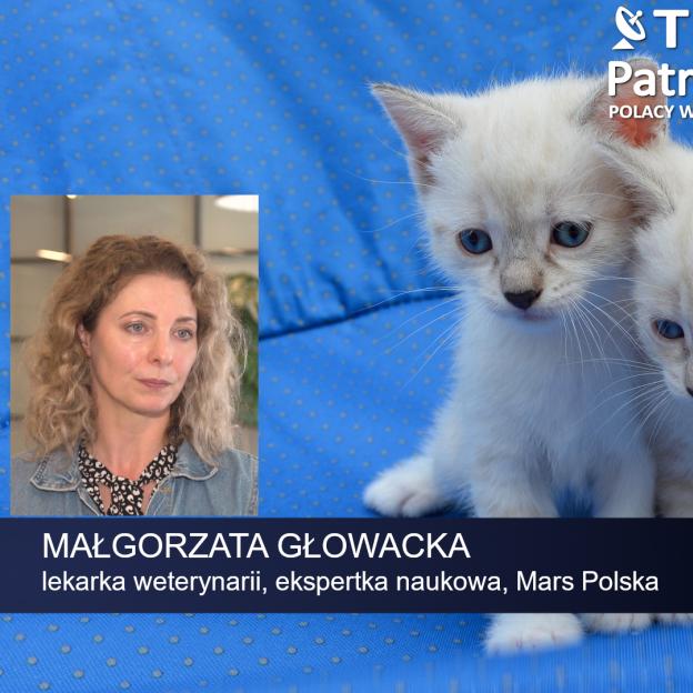 [VIDEO] Prawie milion domowych zwierząt w Polsce jest bezdomnych. W wakacje więcej czworonogów trafia na ulice