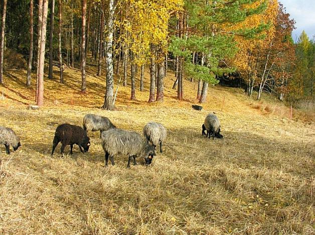 Owce Wrzosówki ruszają do pracy na tereny nadleśnictwa