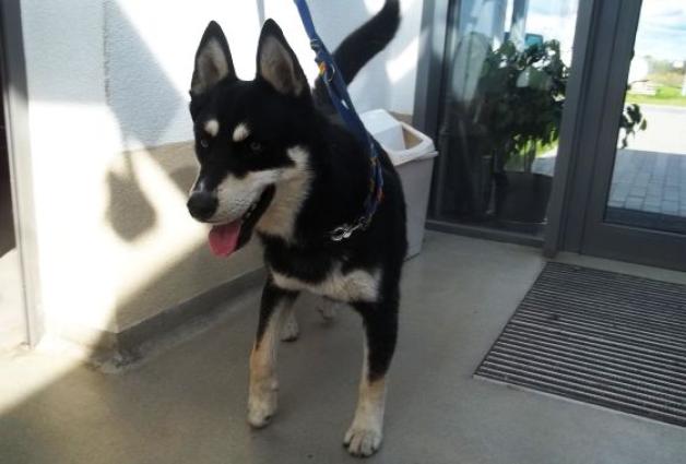 Warszawa: Bezpłatne zabiegi dla psów i kotów