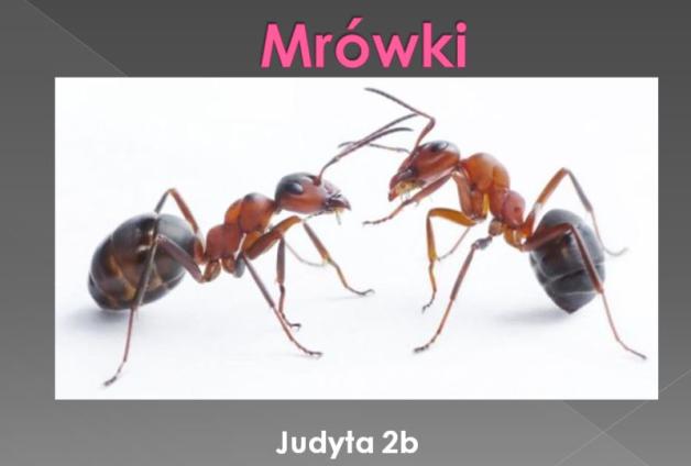 Mrówki - ile o nich wiemy?