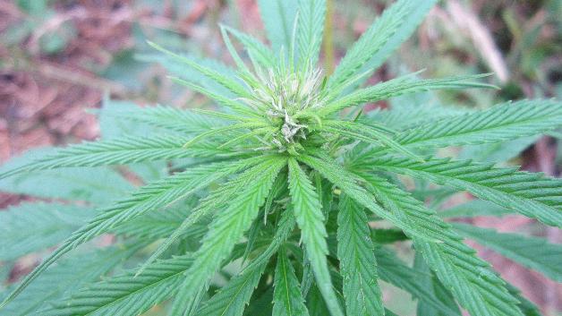 Nasiliła się dyskusja o medycznej marihuanie w mediach społecznościowych