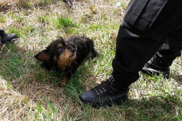 Zrzucił psa z mostu! Został zatrzymany