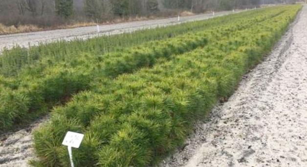 [VIDEO] Sadzonki już ruszają do lasu