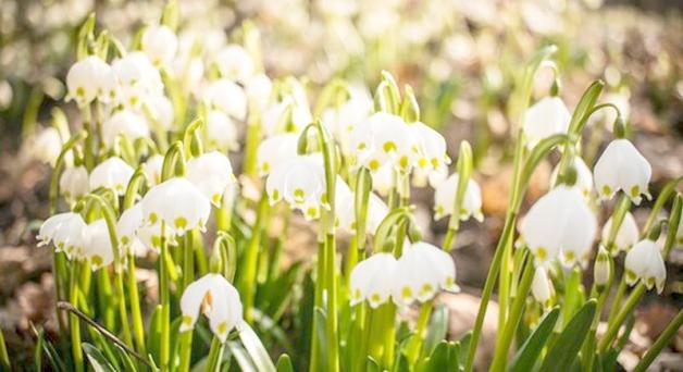 Śnieżyca rozkwitła na dobre