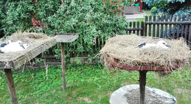 Przeprowadzka młodych boćków 