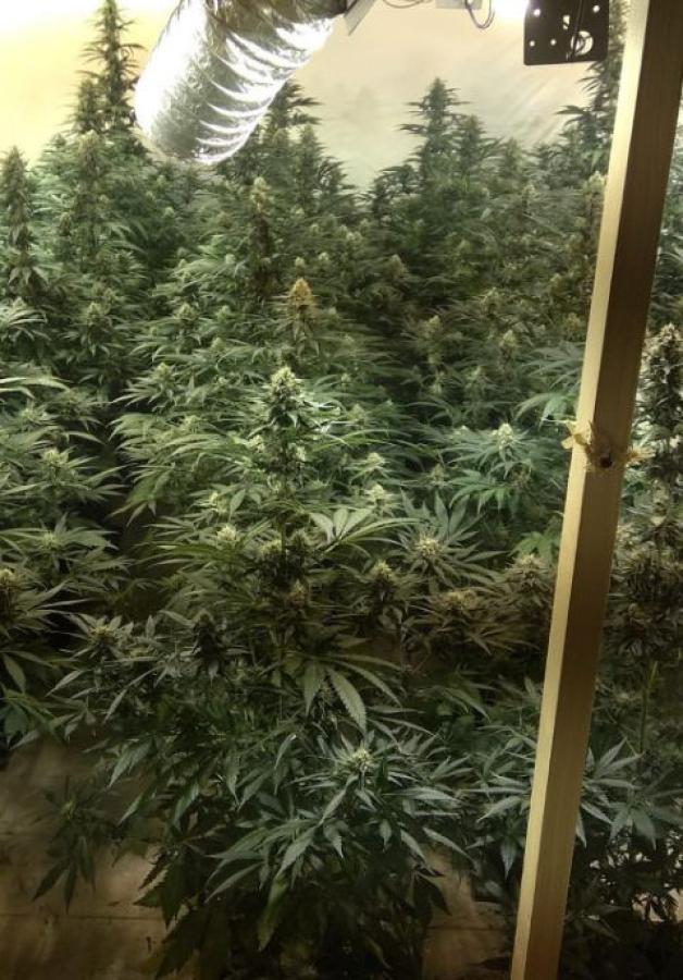 Zatrzymani za usiłowanie zabójstwa