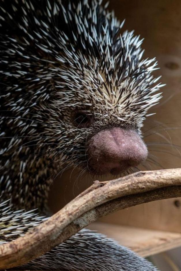 Koendu, leniwiec, gerezy - odwiedź nowych mieszkańców łódzkiego Zoo